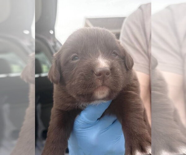 Medium Photo #1 Labrador Retriever-Unknown Mix Puppy For Sale in Bolivar, MO, USA