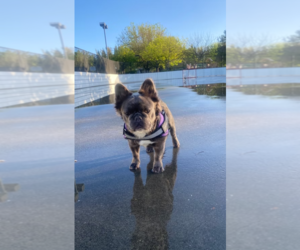 Father of the French Bulldog puppies born on 05/07/2026