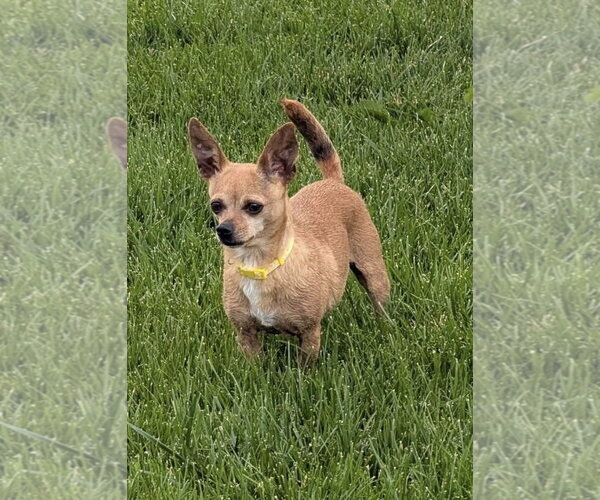 Medium Photo #4 Chihuahua Puppy For Sale in Omaha, NE, USA