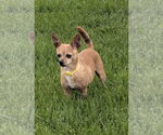 Small #3 Chihuahua