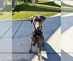 Small #6 Doberman Pinscher