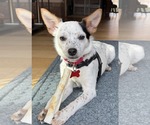 Small Australian Shepherd-Jack Russell Terrier Mix