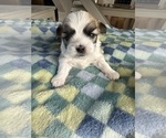 Puppy 2 Mal-Shi