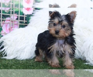 Yorkshire Terrier Puppy for sale in MARIETTA, GA, USA