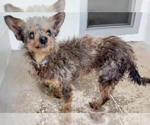 Mutt Dogs for adoption in Houston, TX, USA