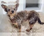 Small Mutt