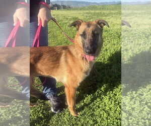 Mutt Dogs for adoption in Petaluma, CA, USA