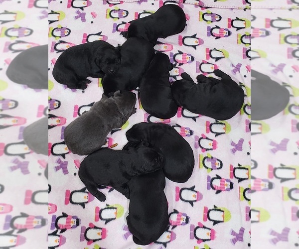 Medium Photo #10 Labrador Retriever Puppy For Sale in OLYMPIA, WA, USA