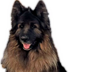 Father of the King Shepherd puppies born on 10/20/2025