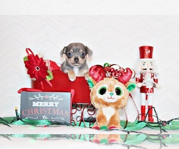 Medium Photo #29 Chihuahua Puppy For Sale in CHARLESTON, AR, USA