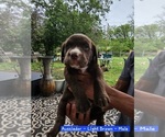 Small #1 Sheprador