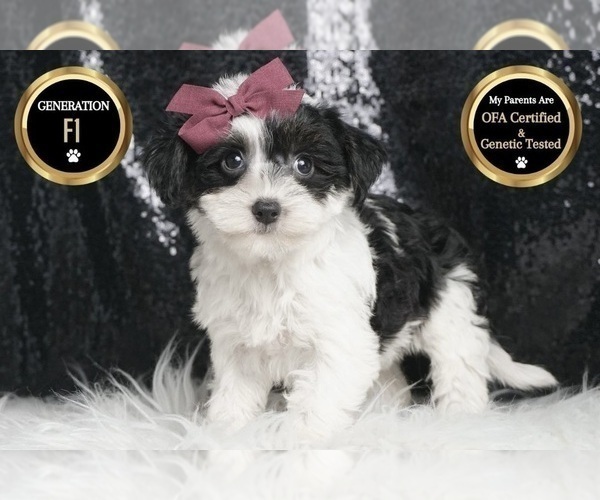 Medium Photo #1 YorkiePoo Puppy For Sale in WARSAW, IN, USA
