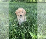 Small Photo #11 Golden Retriever Puppy For Sale in GASTONIA, NC, USA