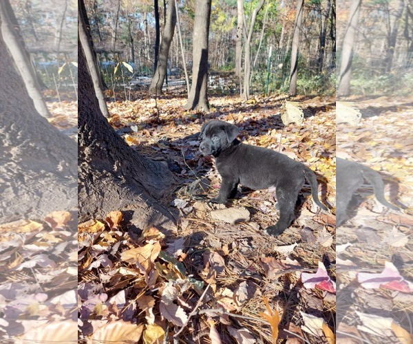 Medium Photo #3 Mutt Puppy For Sale in Mechanicsburg, PA, USA