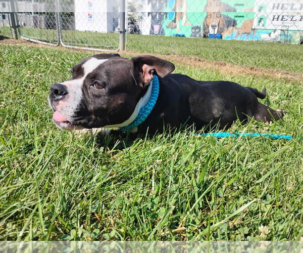 Medium Photo #4 Affenpinscher-American Pit Bull Terrier Mix Puppy For Sale in Richmond, IN, USA