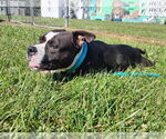 Small #3 Affenpinscher-American Pit Bull Terrier Mix
