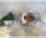 Small Photo #5 F2 Aussiedoodle-Irish Doodle Mix Puppy For Sale in SACRAMENTO, CA, USA