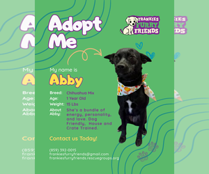 Abby - Female Chihuahua-Unknown Mix Dog for Adoption - Photo #2