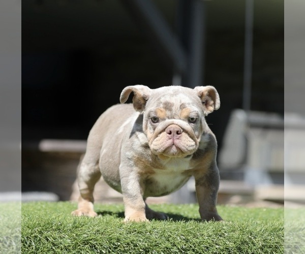 Medium Photo #1 English Bulldog Puppy For Sale in CARLSBAD, CA, USA