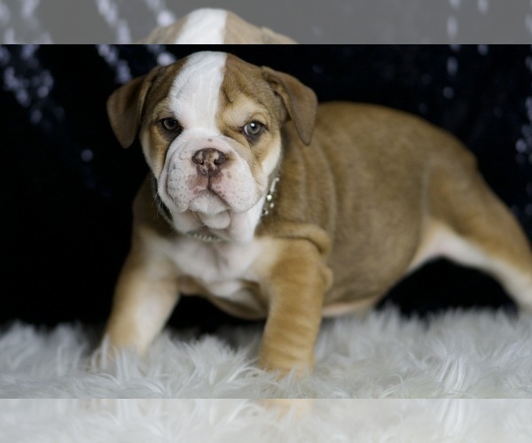 Medium Photo #4 English Bulldog Puppy For Sale in WARSAW, IN, USA