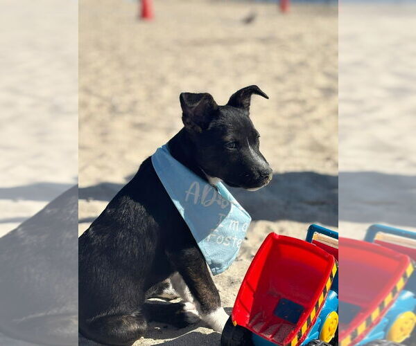 Medium Photo #5 Mutt Puppy For Sale in Dana Point, CA, USA