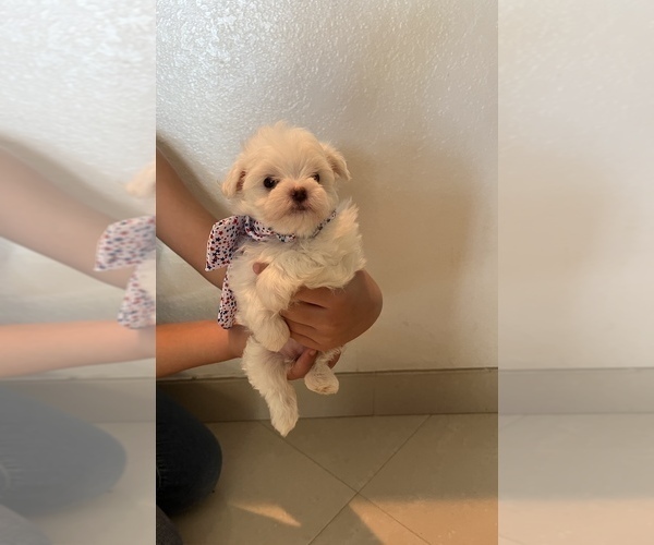 Medium Photo #4 Maltese Puppy For Sale in CLEWISTON, FL, USA