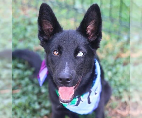 Medium Photo #1 Labrador Retriever-Unknown Mix Puppy For Sale in San Antonio, TX, USA