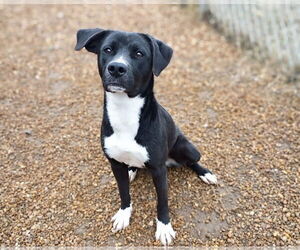 Carol - Female Mutt Dog for Adoption - Photo #2