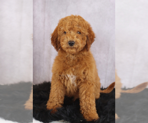 Goldendoodle Puppy for sale in ITASCA, TX, USA