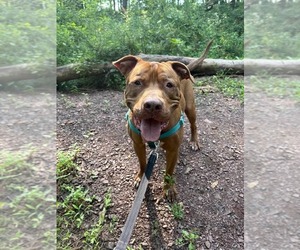 Browny - Male American Staffordshire Terrier Dog for Adoption - Photo #11
