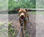 Small Photo #11 American Staffordshire Terrier Puppy For Sale in Lawrenceville, NJ, USA