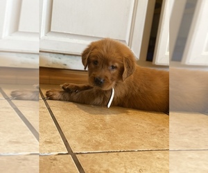 Golden Retriever Puppy for sale in IRVING, TX, USA
