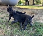 Small #9 Cane Corso