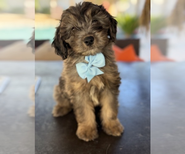 Medium Photo #6 Aussiedoodle Miniature  Puppy For Sale in MENIFEE, CA, USA