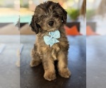Small #5 Aussiedoodle Miniature 