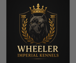 Cane Corso Puppy for sale in RIVERDALE, GA, USA