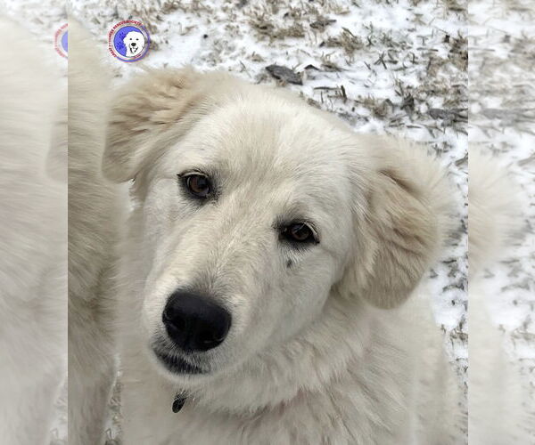 Medium Photo #1 Great Pyrenees Puppy For Sale in Spring, TX, USA
