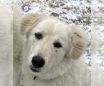 Small Great Pyrenees