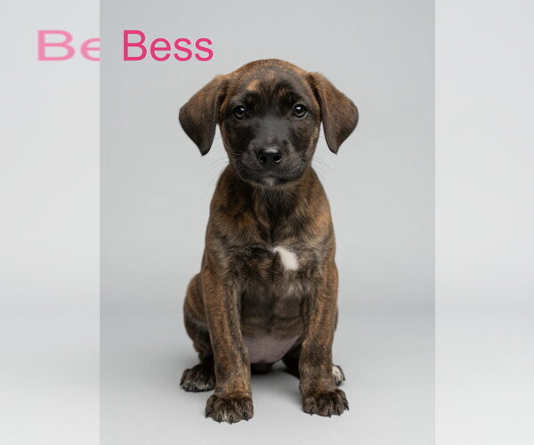Medium Photo #2 Retriever -Unknown Mix Puppy For Sale in Jackson Township, NJ, USA