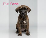 Small #1 Retriever  Mix
