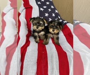 Yorkshire Terrier Puppy for sale in TAMPA, FL, USA