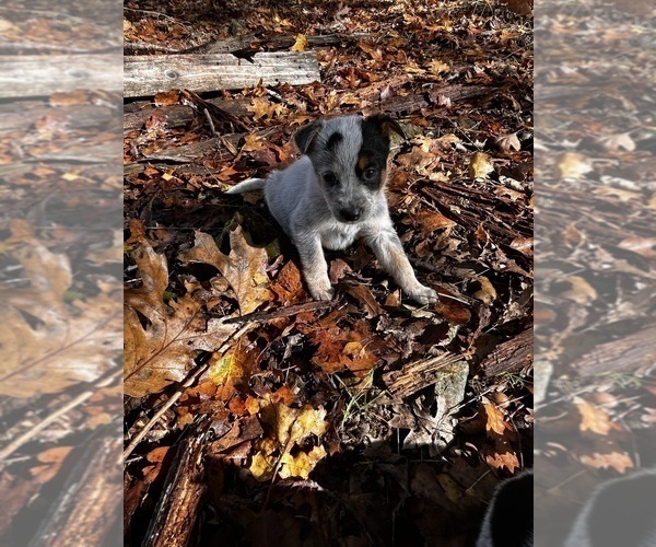 Medium Photo #21 Australian Cattle Dog Puppy For Sale in OREGON HOUSE, CA, USA