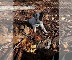 Puppy Tulip Australian Cattle Dog
