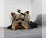 Small #1 Yorkshire Terrier