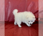 Small Photo #5 Japanese Spitz Puppy For Sale in BENICIA, CA, USA
