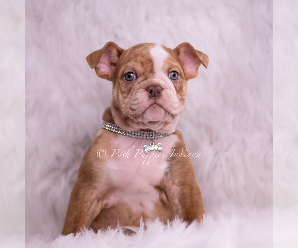 Medium Photo #2 Bulldog Puppy For Sale in WARSAW, IN, USA
