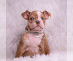 Small #1 Bulldog