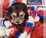 Small #2 Yorkshire Terrier
