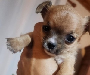 Chorkie Puppy for sale in NEW WINDSOR, NY, USA