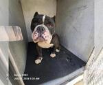 Small Bulldog Mix